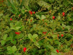2013-08-18_Regina-F-Rau_Schachen_Blumen  (004).JPG